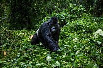 Mountain gorilla (Gorilla gorilla beringei) silverback male known as 'Mahindule' walking through vegetation, member of 'Humba' group. Virunga National Park, Democratic Republic of Congo, March.