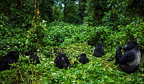 Mountain gorillas (Gorilla gorilla beringei) drying off after heavy rain, member of 'Humba' group. Virunga National Park, Democratic Republic of Congo, March.