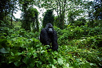 Mountain gorilla (Gorilla gorilla beringei) silverback male 'Mahindule' walking, member of 'Humba' group. Virunga National Park, Democratic Republic of Congo, March.