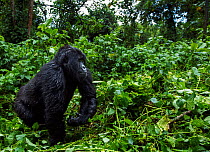 Mountain gorilla (Gorilla gorilla beringei) female walking, member of 'Humba' group. Virunga National Park, Democratic Republic of Congo, March.