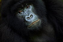 Mountain gorilla (Gorilla gorilla beringei) sub-adult female portrait - 'Rugendo' group. Virunga National Park, Democratic Republic of Congo, March.