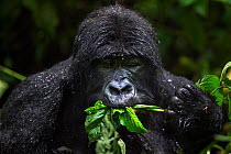Mountain gorilla (Gorilla gorilla beringei) female feeding, member of 'Humba' group. Virunga National Park, Democratic Republic of Congo, March.
