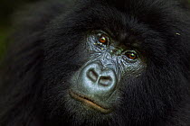 Mountain gorilla (Gorilla gorilla beringei) sub-adult female portrait - 'Rugendo' group. Virunga National Park, Democratic Republic of Congo, March.