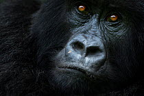 Mountain gorilla (Gorilla gorilla beringei) female portrait, member of 'Humba' group . Virunga National Park, Democratic Republic of Congo, March.