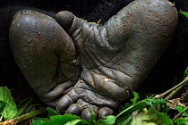 Mountain gorilla (Gorilla gorilla beringei) silverback male feet, member of 'Humba' group. Virunga National Park, Democratic Republic of Congo, March.