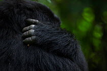 Mountain gorilla (Gorilla gorilla beringei) female scratching, member of 'Humba' group. Virunga National Park, Democratic Republic of Congo, March.