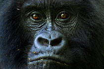 Mountain gorilla (Gorilla gorilla beringei) female portrait , part of the 'Munyanga' group. Virunga National Park, Democratic Republic of Congo, March.