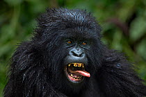 Mountain gorilla (Gorilla gorilla beringei) juvenile yawning and sticking out tongue, member of 'Humba' group. Virunga National Park, Democratic Republic of Congo, March.