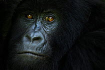 Mountain gorilla (Gorilla gorilla beringei) female portrait, member of 'Humba' group . Virunga National Park, Democratic Republic of Congo, March.