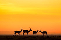 Impala (Aepyceros melampus) four males silhouetted at sunrise, Maasai Mara National Reserve, Kenya