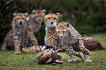 Cheetah (Acinonyx jubatus) cubs aged 6-9 months hunting Thomson's gazelle (Eudorcas thomsonii) fawn caught by their mother, to help develop hunting skills, Maasai Mara National Reserve, Kenya.