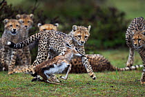 Cheetah (Acinonyx jubatus) cubs aged 6-9 months hunting Thomson's gazelle (Eudorcas thomsonii) fawn caught by their mother, to help develop hunting skills, Maasai Mara National Reserve, Kenya.