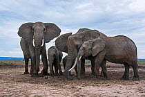 African elephants (Loxodonta africana) taking soil at a waterhole for its minerals, Maasai Mara National Reserve, Kenya.
