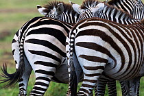 Common / Plains Zebra (Equus quagga burchellii) rear view of two, Maasai Mara National Reserve, Kenya.