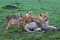 Lions (Panthera leo) lionesses playing with cubs aged 3-6 months with young male resting, Maasai Mara National Reserve, Kenya.
