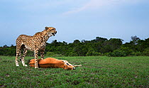 Cheetah (Acinonyx jubatus) standing over Impala (Aepyceros melampus) it has just killed, Maasai Mara National Reserve, Kenya