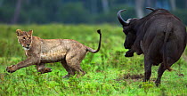 Cape buffalo (Syncerus caffer) chasing off Lioness (Panthera leo) Maasai Mara National Reserve, Kenya.