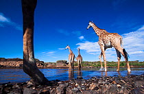 Maasai giraffe (Giraffa camelopardalis tippelskirchi) herd crossing the Mara River, Maasai Mara National Reserve, Kenya. Taken with remote wide angle camera.