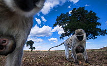 Vervet monkey (Cercopithecus aethiops) two females carrying babies under their bellies, out foraging, Maasai Mara National Reserve, Kenya. Taken with remote wide angle camera.