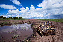 Leopard tortoise (Geochelone pardalis) from ground level near puddle. Maasai Mara National Reserve, Kenya. Taken with remote wide angle camera.