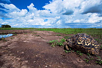 Leopard tortoise (Geochelone pardalis) from ground level. Maasai Mara National Reserve, Kenya. Taken with remote wide angle camera.
