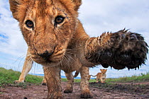 Lion (Panthera leo) cub aged about 11 months investigating camera with curiosity, Maasai Mara National Reserve, Kenya. Taken with remote wide angle camera.