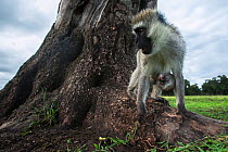 Vervet monkey (Cercopithecus aethiops) female with suckling baby, Maasai Mara National Reserve, Kenya.  Taken with remote wide angle camera.