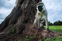Vervet monkey (Cercopithecus aethiops) female with suckling baby looking at camera with interest, Maasai Mara National Reserve, Kenya.  Taken with remote wide angle camera.