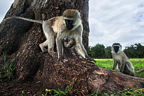 Vervet monkey (Cercopithecus aethiops) female with suckling baby on tree base, Maasai Mara National Reserve, Kenya.  Taken with remote wide angle camera.