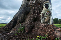 Vervet monkey (Cercopithecus aethiops) female with suckling baby sitting on tree base, Maasai Mara National Reserve, Kenya.  Taken with remote wide angle camera.