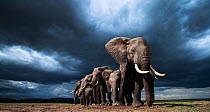 African elephants (Loxodonta africana) family herd feeding on loose soil for its minerals, with dramatic stormy skies behind, Maasai Mara National Reserve, Kenya.  Taken with remote wide angle camera.
