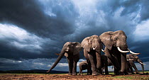 African elephants (Loxodonta africana) family herd feeding on loose soil for its minerals, with dramatic stormy skies behind, Maasai Mara National Reserve, Kenya.  Taken with remote wide angle camera.