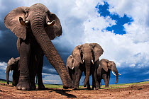 African elephants (Loxodonta africana) feeding on loose soil for its minerals, Maasai Mara National Reserve, Kenya. Taken with remote wide angle camera.