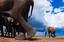 African elephants (Loxodonta africana) feeding on loose soil for its minerals, one walking out of the frame, Maasai Mara National Reserve, Kenya.  Taken with remote wide angle camera.
