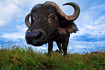 Cape buffalo (Syncerus caffer) approaching camera with curiosity, Maasai Mara National Reserve, Kenya. Taken with remote wide angle camera.