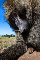Olive baboon (Papio anubis) male peering into camera with curiosity, Maasai Mara National Reserve, Kenya.~Taken with remote wide angle camera.