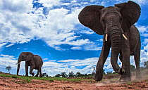 African elephant (Loxodonta africana) approaching camera with curiosity, Maasai Mara National Reserve, Kenya.~Taken with remote wide angle camera.