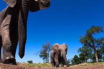 African elephant (Loxodonta africana) approaching camera with curiosity, Maasai Mara National Reserve, Kenya. Taken with remote wide angle camera.
