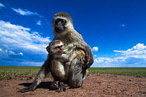 Vervet monkey (Cercopithecus aethiops) female with suckling baby, Maasai Mara National Reserve, Kenya.  Taken with remote wide angle camera.