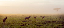 Topi (Damaliscus lunatus jimela) herd in the early morning mist, Maasai Mara National Reserve, Kenya