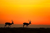 Impala (Aepyceros melampus) two males silhouetted at sunrise, Maasai Mara National Reserve, Kenya