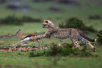 Cheetah cub (Acinonyx jubatus) aged 6-9 months hunting a Thomson's gazelle fawn (Eudorcas thomsonii) caught by their mother so they can develop their hunting skills, Maasai Mara National Reserve, Keny...