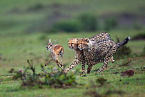 Cheetah cubs (Acinonyx jubatus) aged 6-9 months hunting a Thomson's gazelle fawn (Eudorcas thomsonii) caught by their mother so they can develop their hunting skills, Maasai Mara National Reserve, Ken...