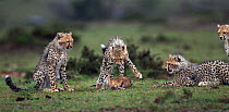 Cheetah cubs (Acinonyx jubatus) aged 6-9 months hunting a Thomson's gazelle fawn (Eudorcas thomsonii) caught by their mother so they can develop their hunting skills, Maasai Mara National Reserve, Ken...