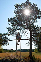 Artist Sunniva Munster checking stability of artwork 'Chair 1'. Valer, Ostfold County, Norway. July 2014.
