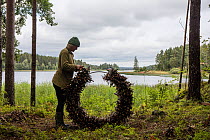 Artist preparing a circle of branches and 'found objects' for bio-degradable artwork to be reclaimed by nature over time. Valer, Ostfold county, Norway. August 2015.