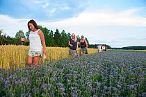 Female artists walking beside strip of  Purple tansy (Phacelia tanacetifolia) planted  in  wheat field. Valer, Ostfold County, Norway. July 2014.