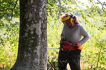 Artist Trude Johansen cutting 'drawers' in beech tree. Valer, Ostfold County, Norway. July 2015.  Model and Property released.