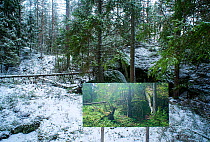 Landscape through changing seasons - photograph by Pal Hermansen 'The passage of time' of the same woodland scene in summer,   Valer, Ostfold County, Norway. January 2015.