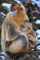 Golden monkey (Rhinopithecus roxellana) adult female with baby suckling, Qinling Mountains, China.